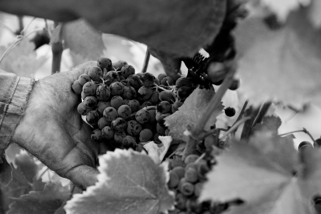Wine event and marketing setting