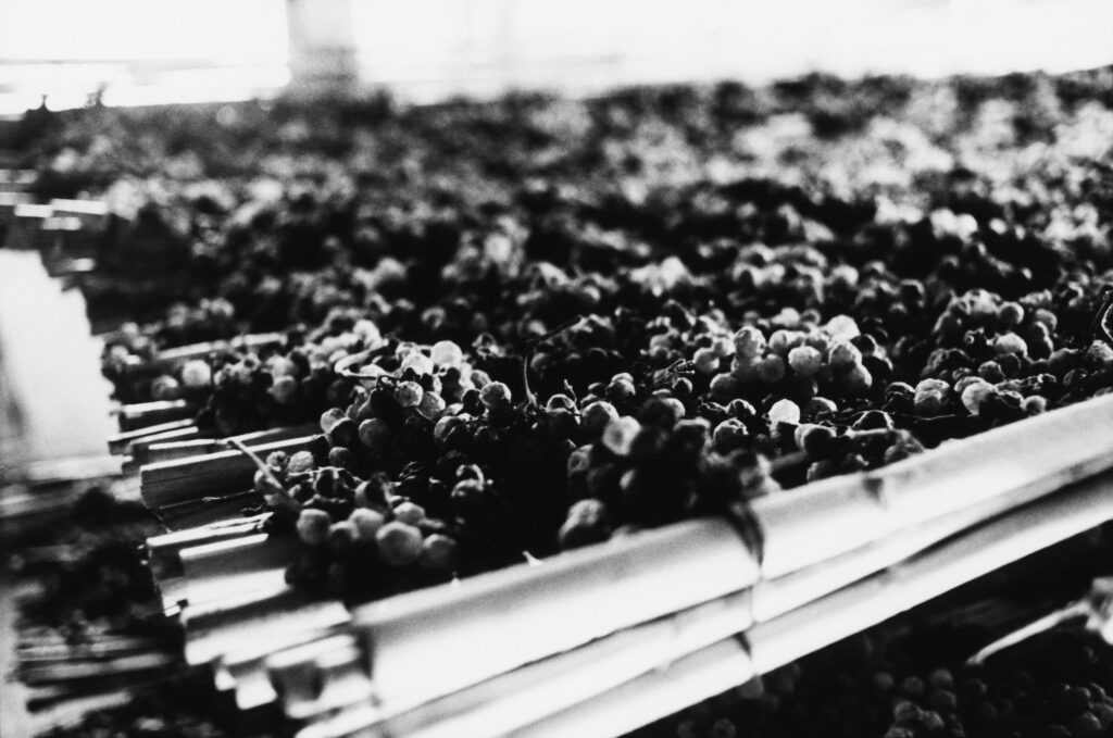 Wine bottles in a vineyard